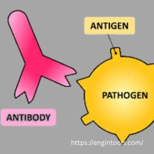 Antigen Sensors