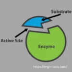 Enzyme Sensors