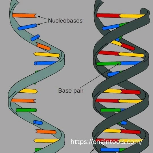 RNA sensors